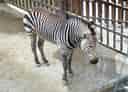 動物図鑑・ハートマンヤマシマウマの写真 11